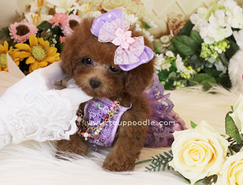 Super Tiny Teacup - Pocket Poodle