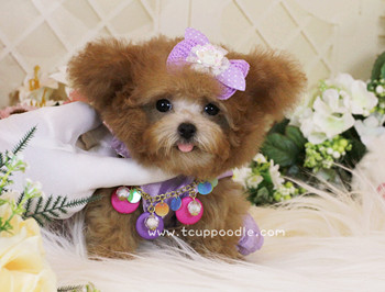 Super Tiny Teacup - Pocket Poodle