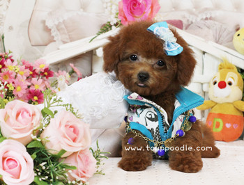 Big Teacup Poodle - Teacup Toy Poodle