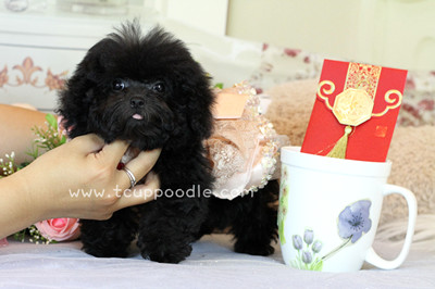 Pocket Teacup poodle
