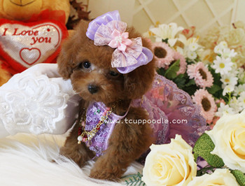Super Tiny Teacup - Pocket Poodle