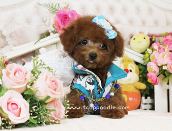 Big Teacup Poodle - Teacup Toy Poodle