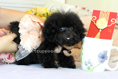 Pocket Teacup poodle