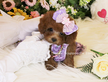Super Tiny Teacup - Pocket Poodle