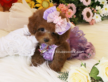 Super Tiny Teacup - Pocket Poodle