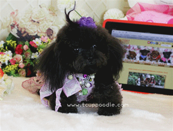 Pocket Teacup poodle