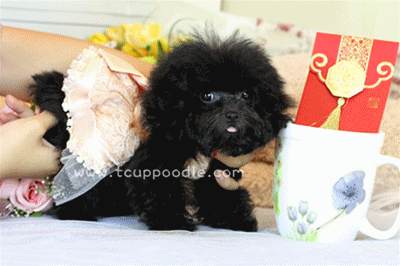 Pocket Teacup poodle